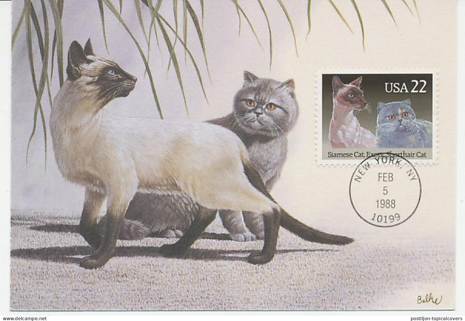 Maximum Card USA 1988 Siamese Cat - Exotic Shorthair Cat - Otros & Sin Clasificación