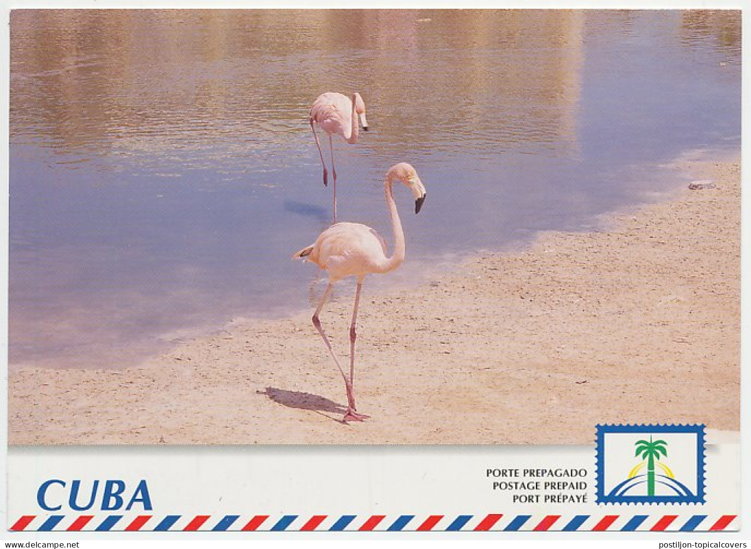 Postal Stationery Cuba 1999 Bird - Flamingo - Autres & Non Classés