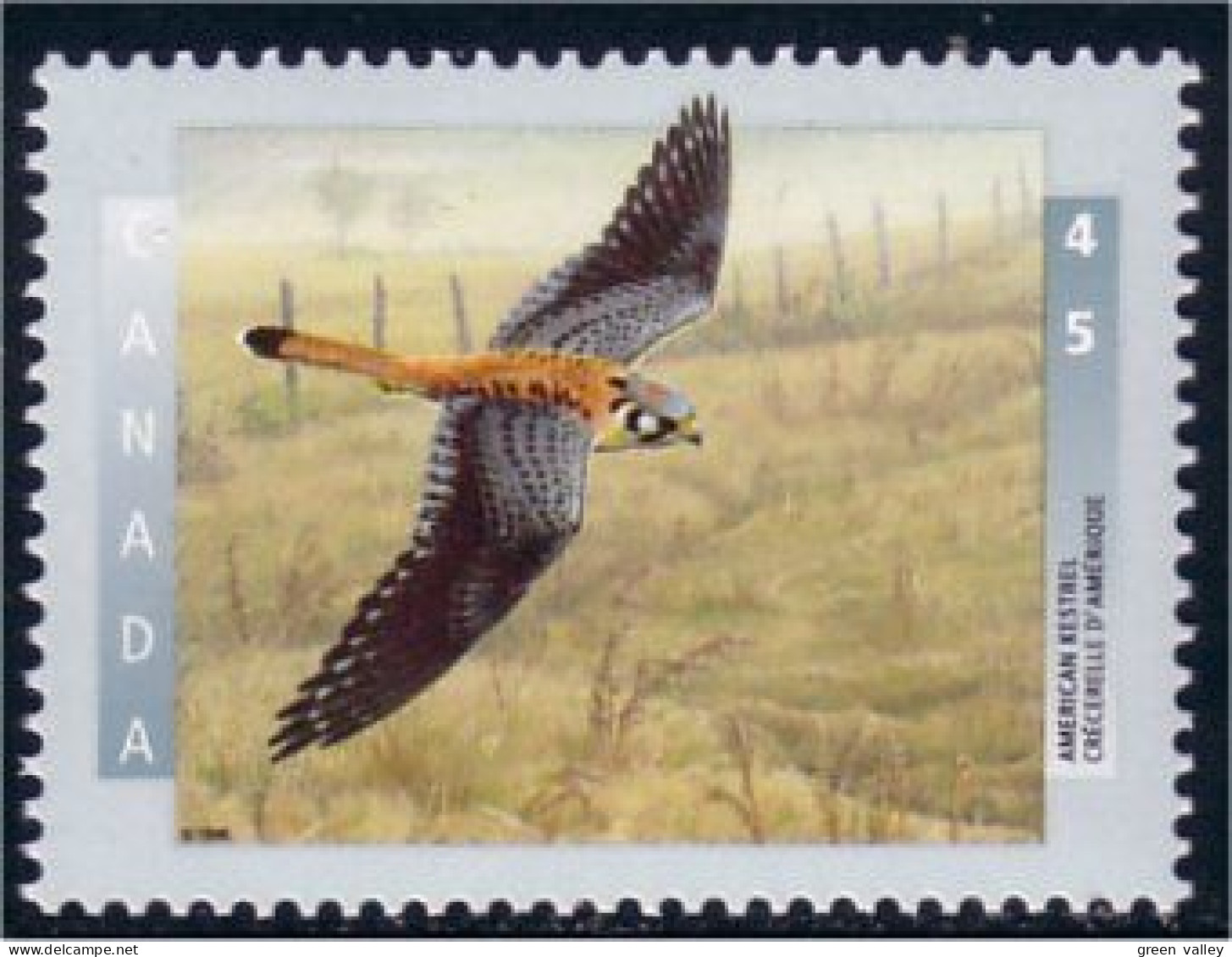 Canada Crecerelle Kestrel MNH ** Neuf SC (C15-91b) - Arends & Roofvogels
