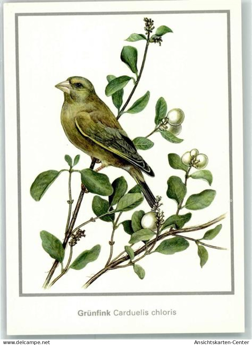 39421305 - Gruenfink Carduelis Chloris Sign.Matthias Kleinwaechter - Vögel