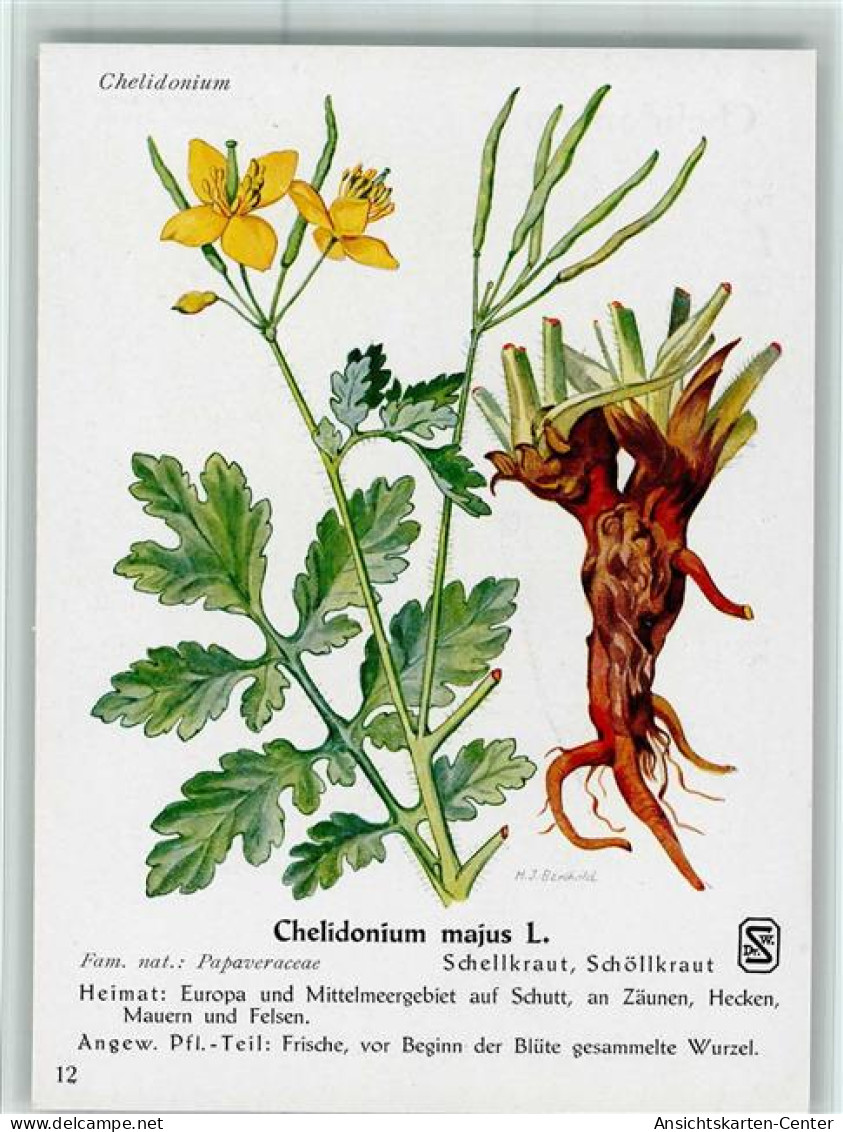 10518205 - Blumen  Chelidonium Majus L. - Gesundheit