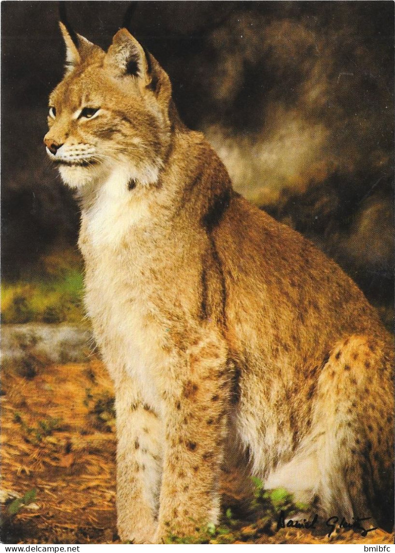 Felix Lynx -  Lynx  - Photo Daniel GLEITZ - Autres & Non Classés