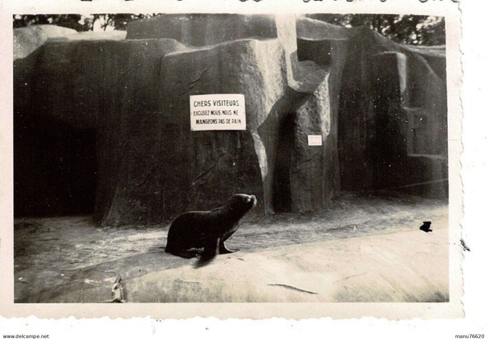 Ref 1 - Photo :  Phoques , Zoo De Vincennes  - France . - Europa