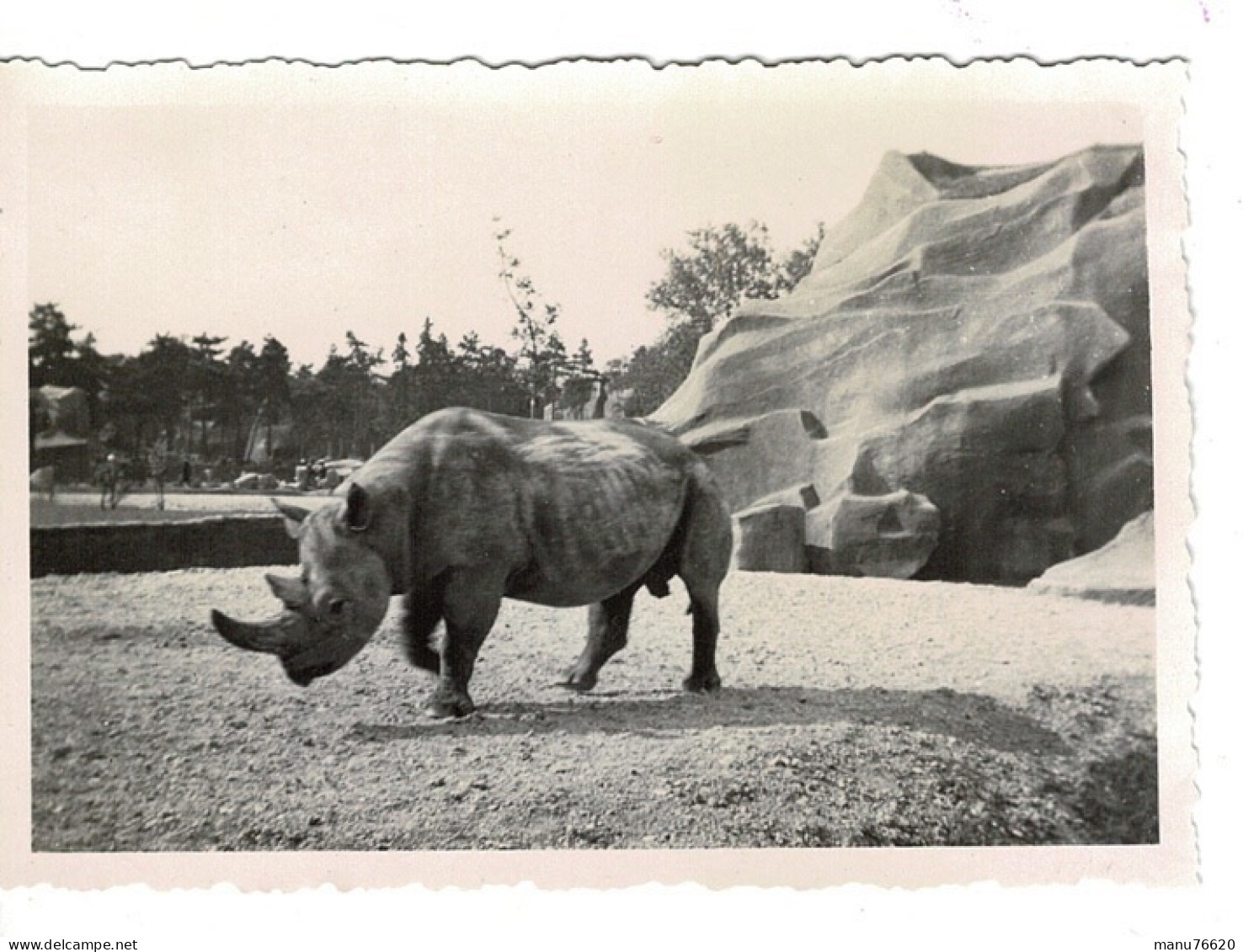 Ref 1 - Photo : Rhinocéros  , Zoo De Vincennes  - France . - Europe