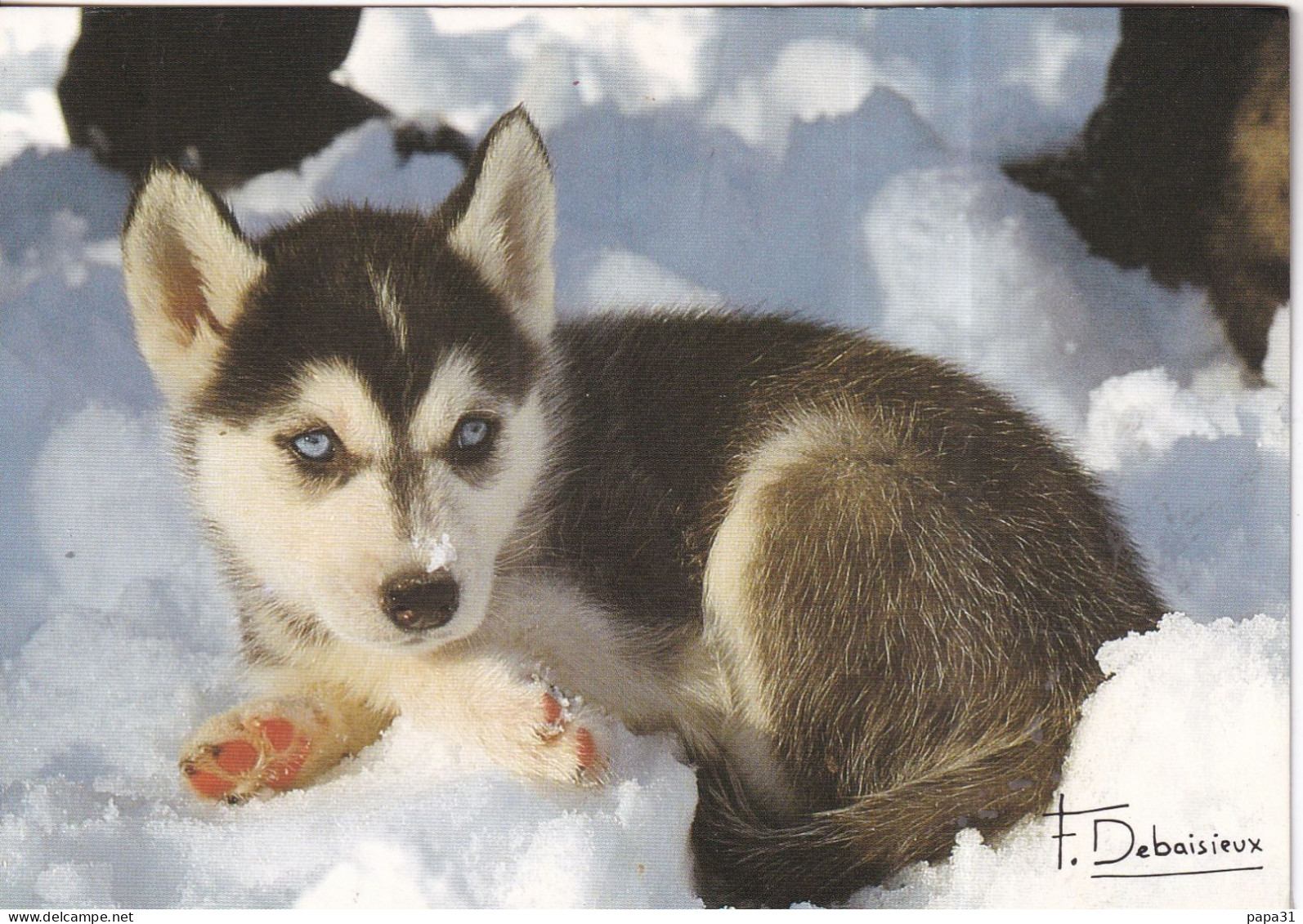 Chien Husky - Photos Francis DEBAISIEUX - Honden