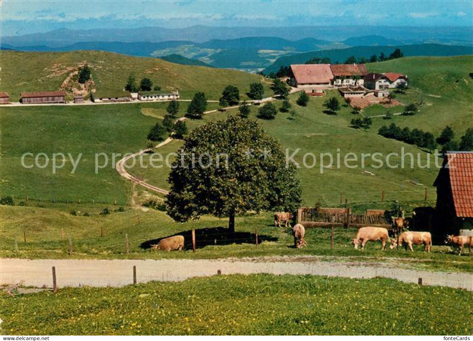 13081868 Eptingen Berghaus Ober-Boelchen Geschwister Haering Kuehe Eptingen - Other & Unclassified