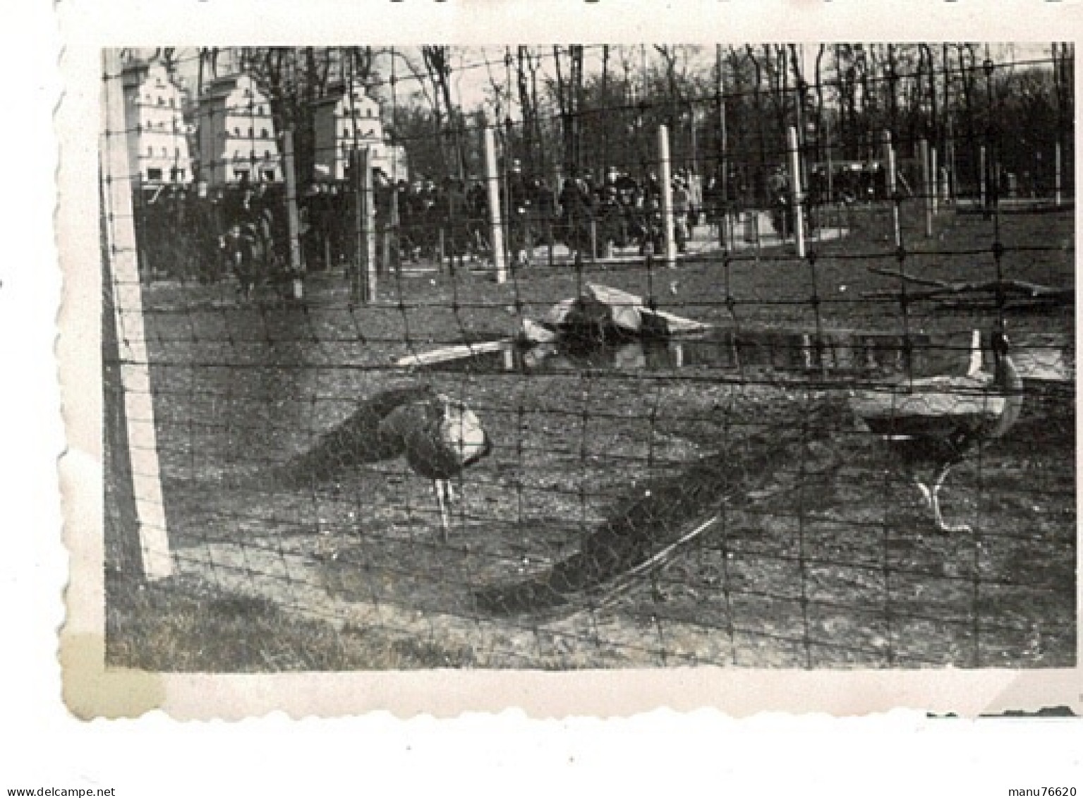 Ref 1 - Photo : Paons , Zoo De Vincennes  - France . - Europa