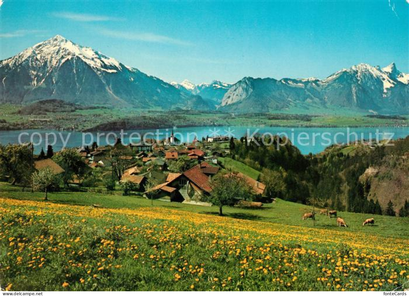 13050630 Sigriswil Thunersee Mit Niesen Und Stockhorn Sigriswil Thunersee - Sonstige & Ohne Zuordnung