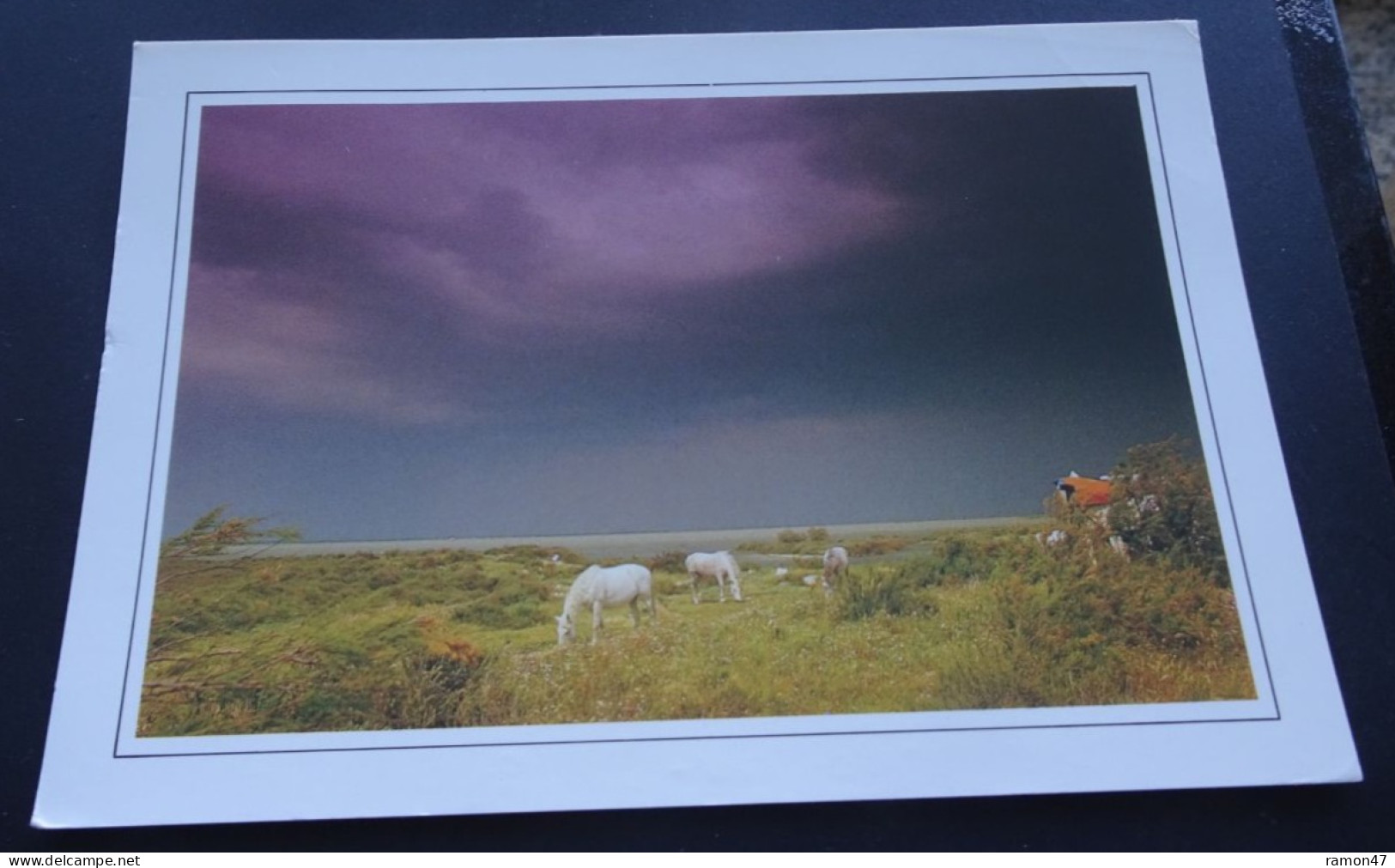 Chevaux De Camargue - Art Et Nature N° 46 - Editions Du Soleil D. Payan Photographe Editeur, Le Grau-du-Roi - Sonstige & Ohne Zuordnung