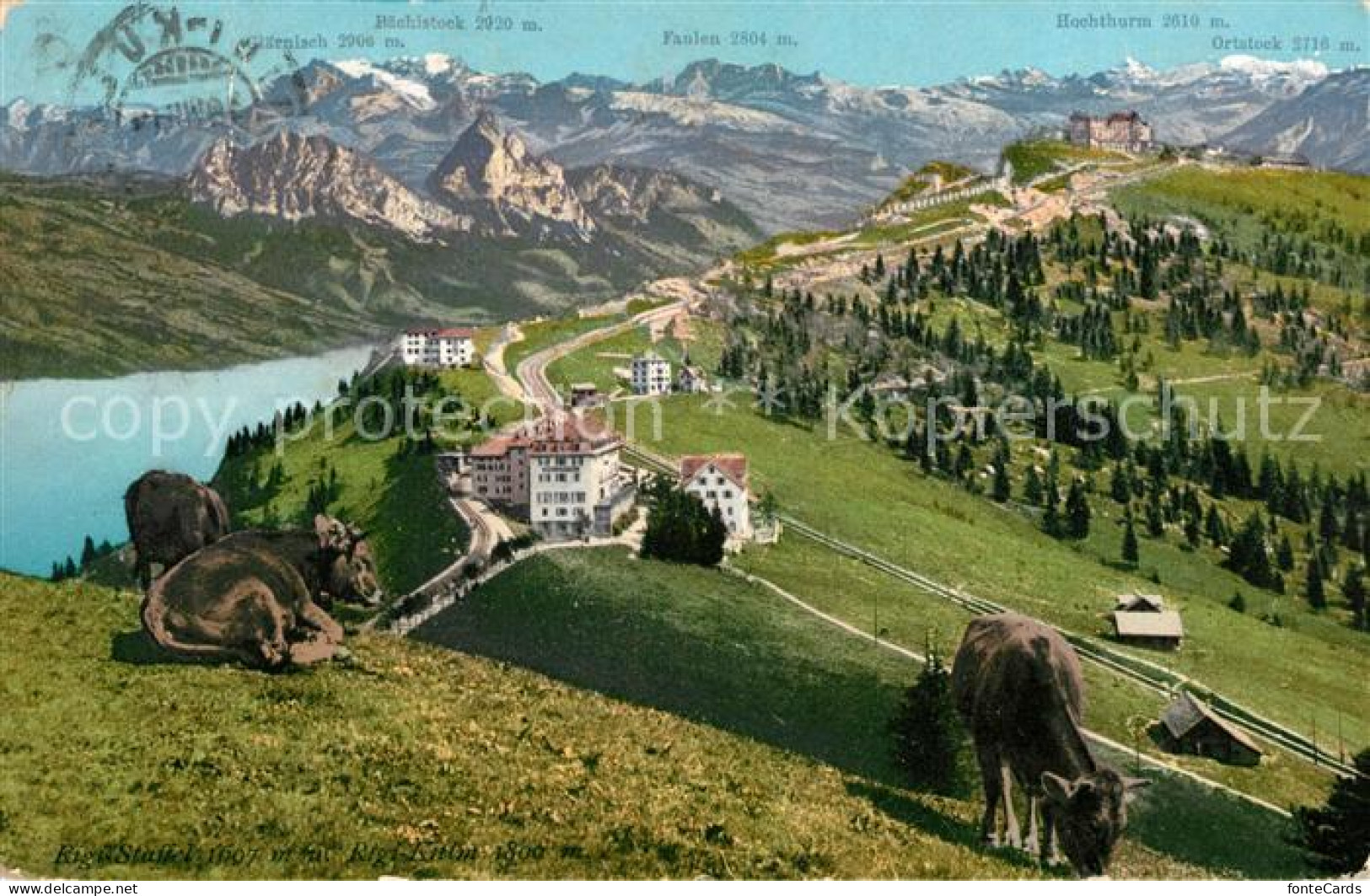 13014192 Rigi Staffel Und Rigi Kulm Almwiese Kuehe Alpenpanorama Rigi Staffel - Sonstige & Ohne Zuordnung