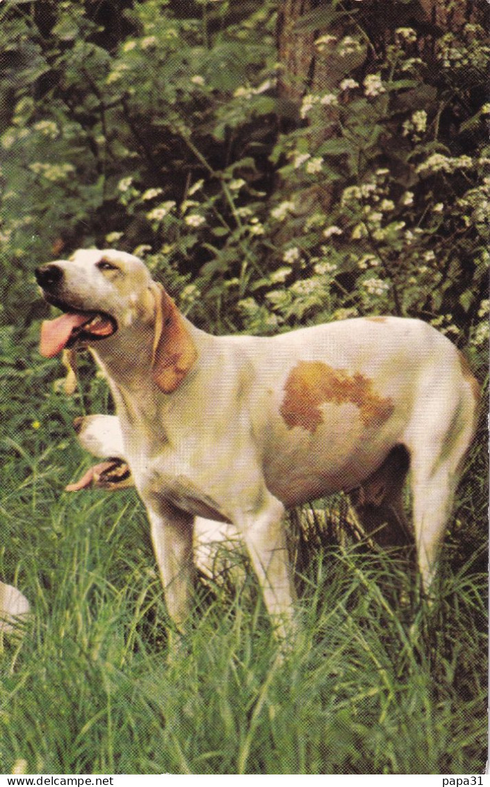 Chien  Porcelaine  - Carte  Pour L'album Chiens Et Chats - Dogs