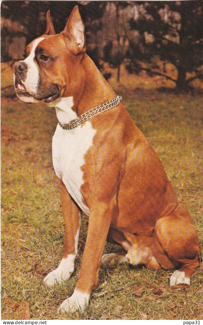 Chien  BOXER   - Télémagazine - Dogs