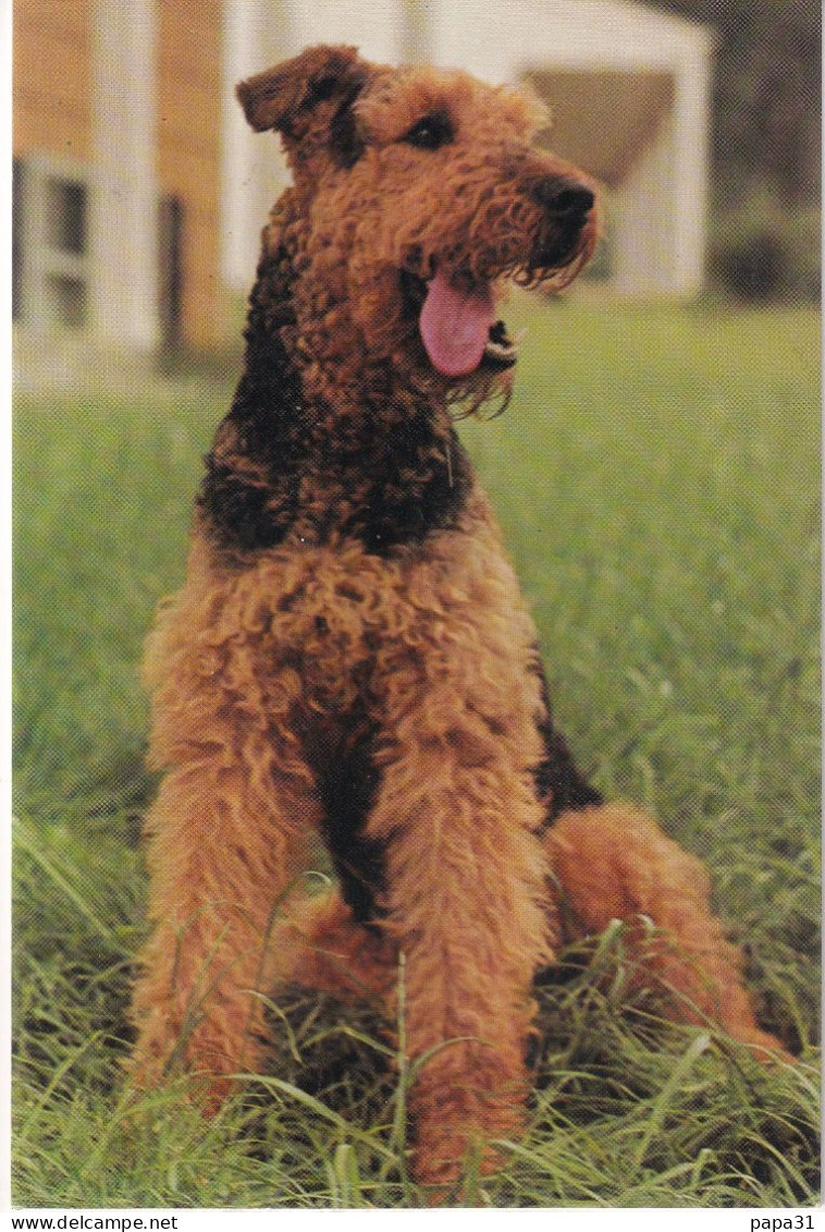 Chien   Fox-Terrier - Chiens