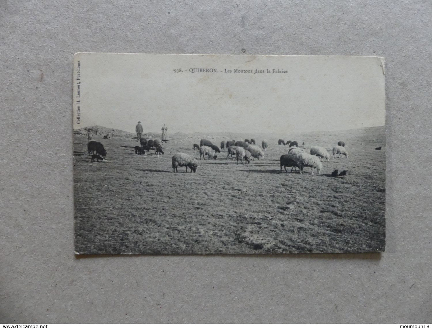 Quiberon Les Moutons Dans La Falaise 938 Laurent - Quiberon