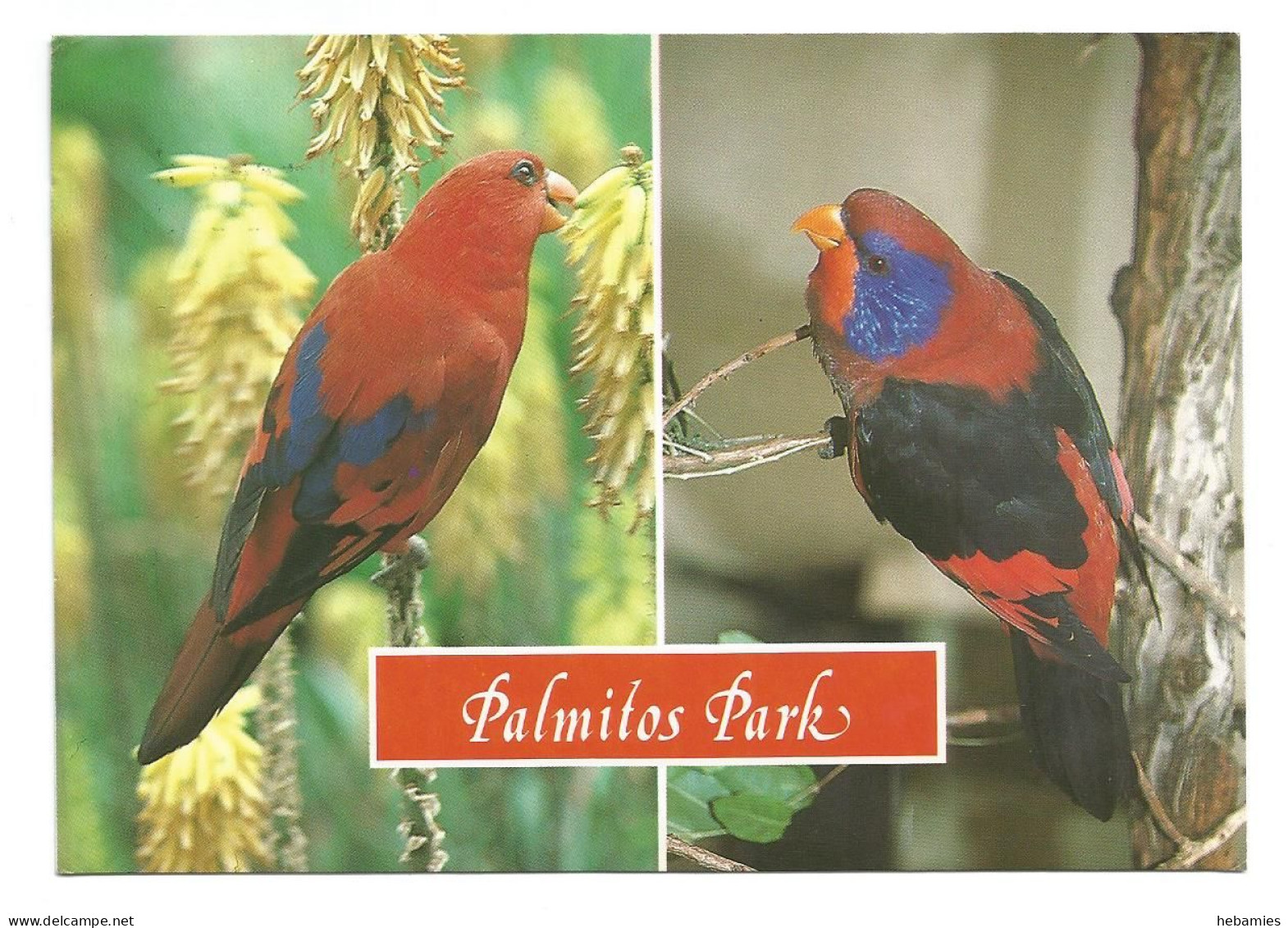 PARROTS In PALMITOS PARK - MASPOLAMAS - GRAN CANARIA - LAS PALMAS - SPAIN - - Oiseaux