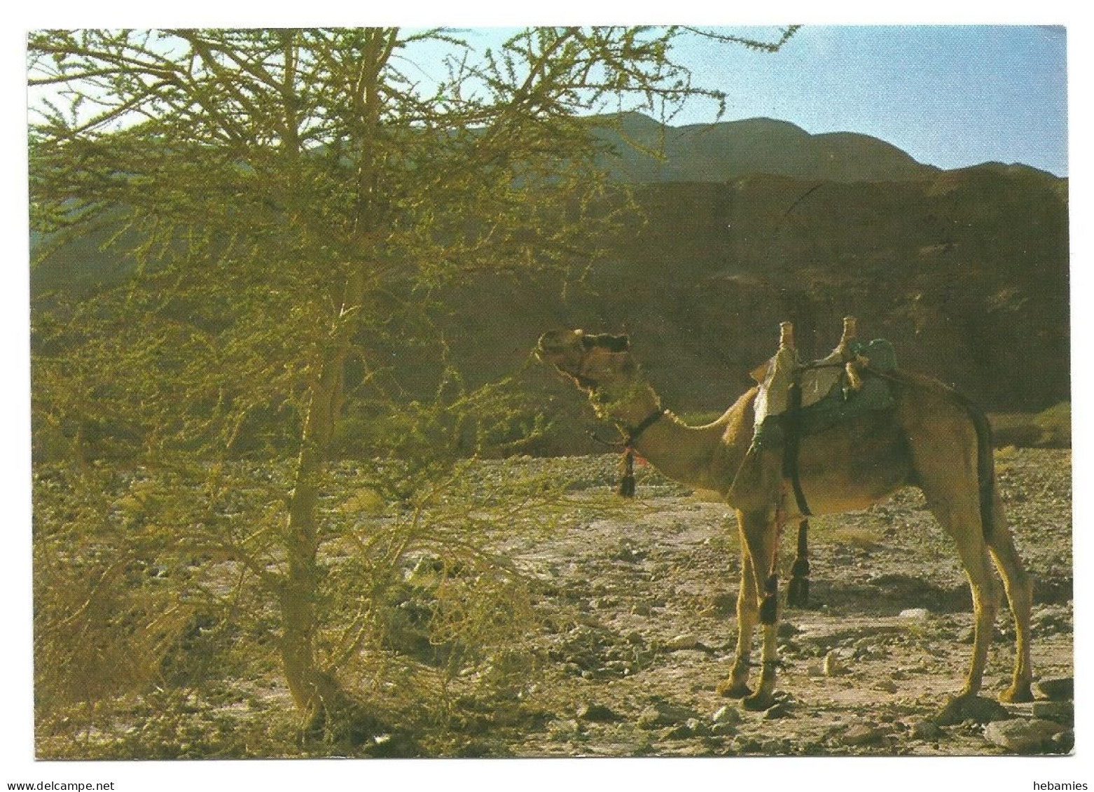 CAMEL In The WILDERNESS - ISRAEL - - Israel