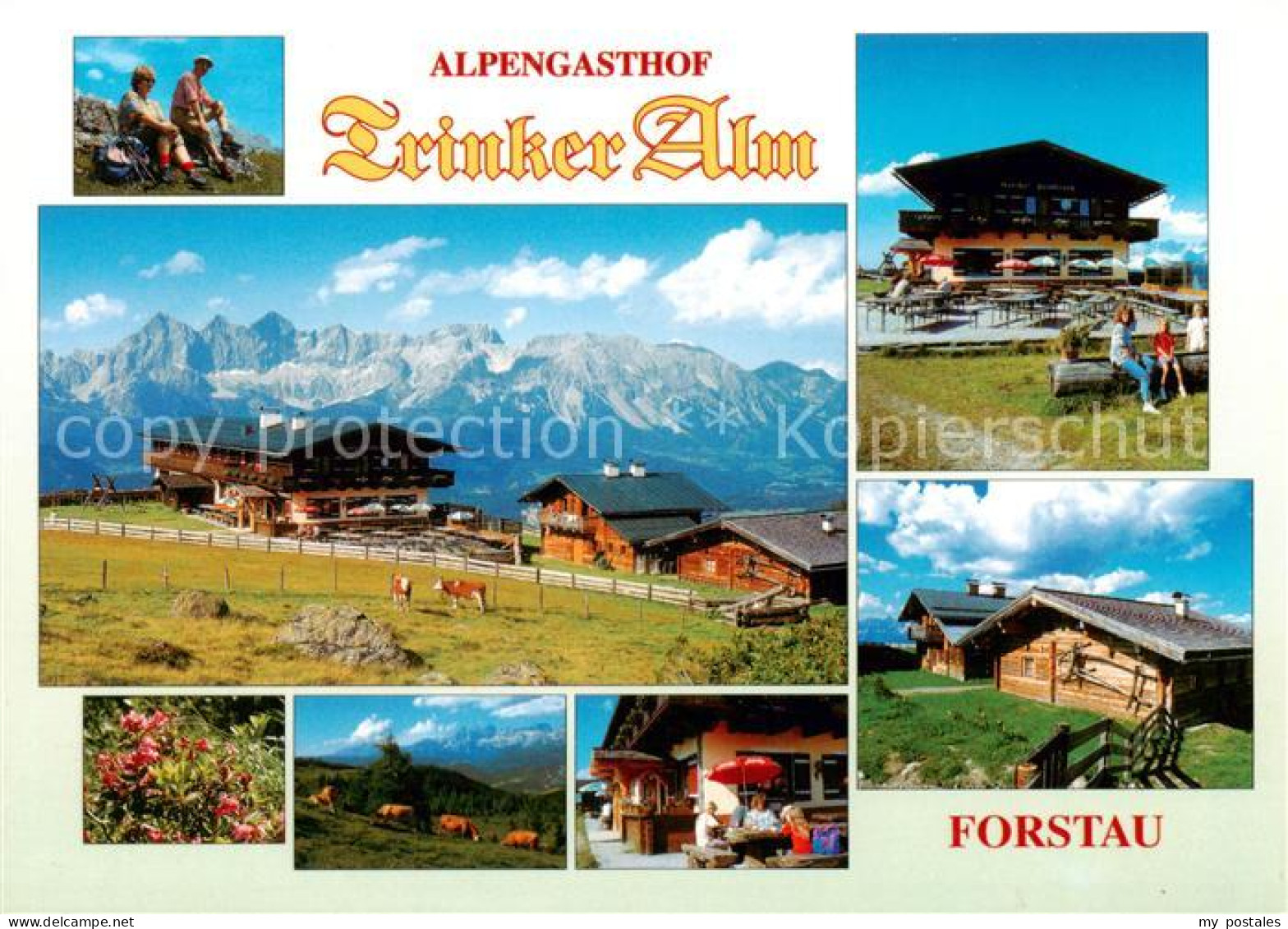 73788092 Forstau AT Alpengasthof Trinker Alm Alpvieh Alpenpanorama  - Andere & Zonder Classificatie