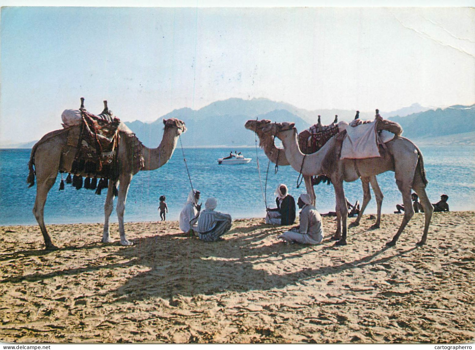 Navigation Sailing Vessels & Boats Themed Postcard Bedouins Relaxing With Camels At Red Sea - Velieri