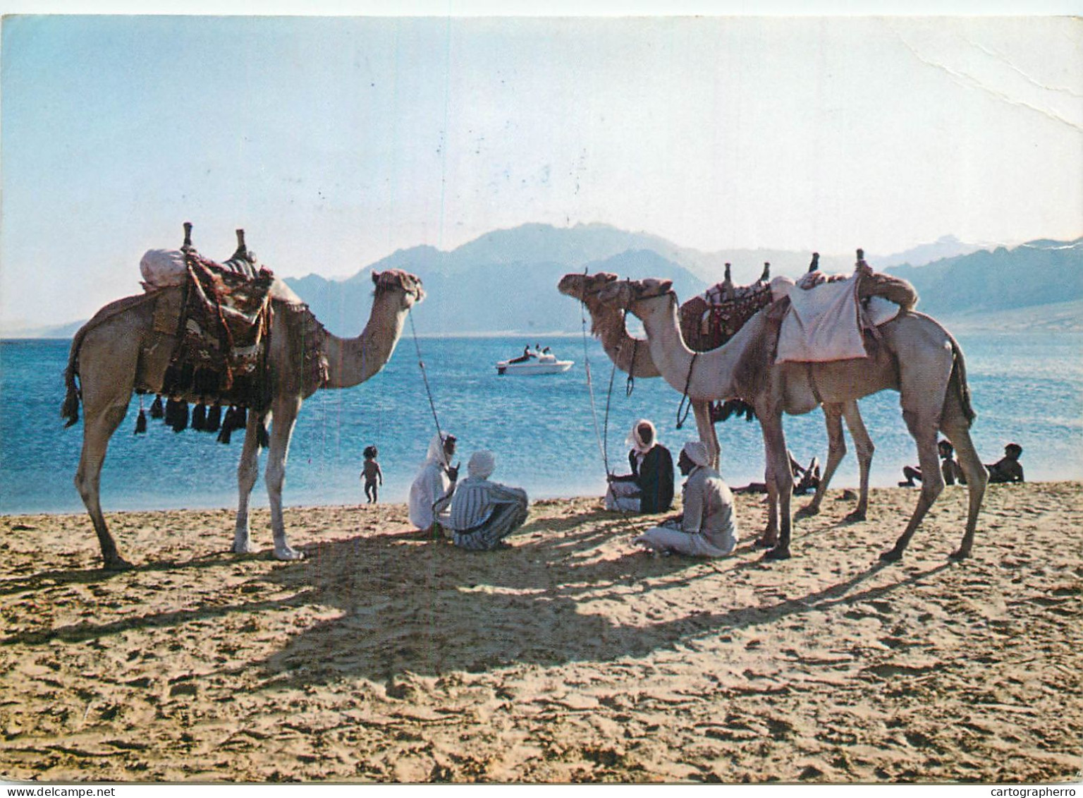 Navigation Sailing Vessels & Boats Themed Postcard Bedouins Relaxing With Camels At Red Sea - Voiliers