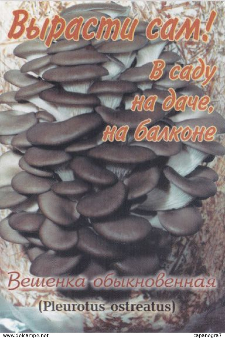 Pleurotus Ostreatus, Mushrooms, 2006, Russia, 65x 95 Mm - Petit Format : 2001-...