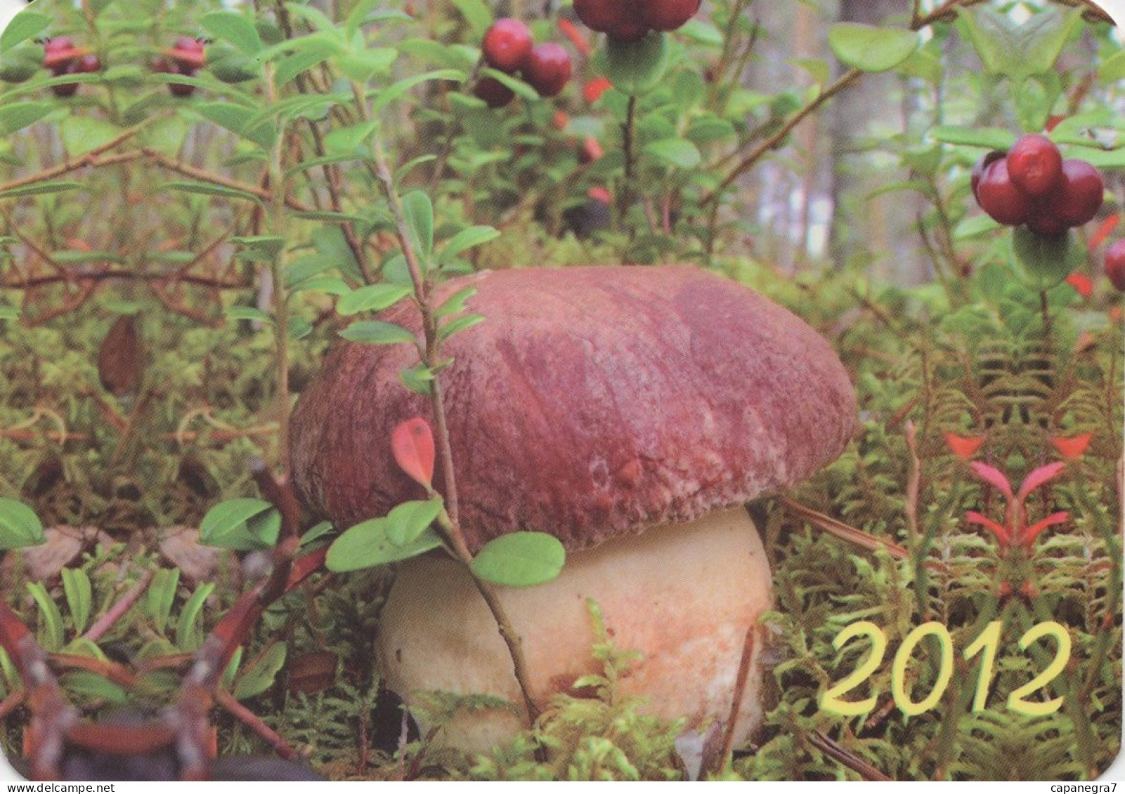 Boletus Pinophilus, Mushrooma, Russia, 2012,  100 X 70 Mm - Small : 2001-...