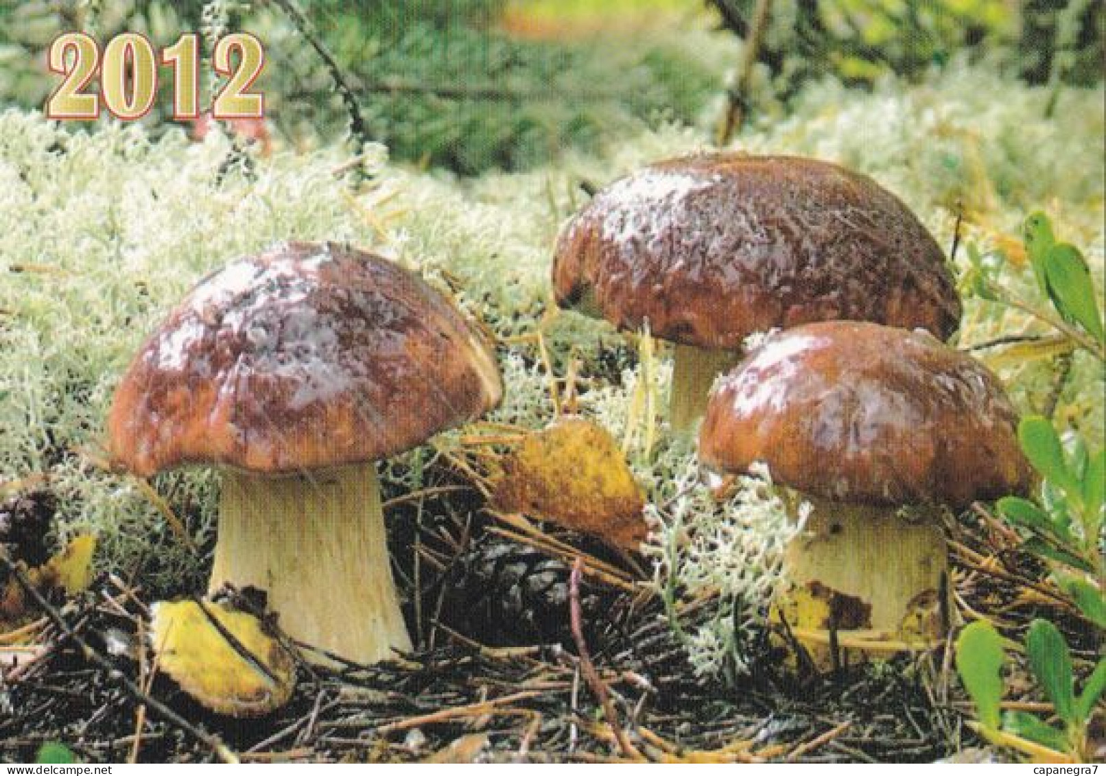 Boletus Pinophilus, Mushrooma, Russia, 2012,  100 X 70 Mm - Petit Format : 2001-...
