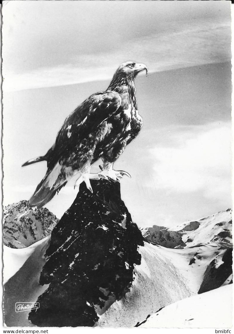 Animaux Des ALPES - Aigle Royal - Oiseaux