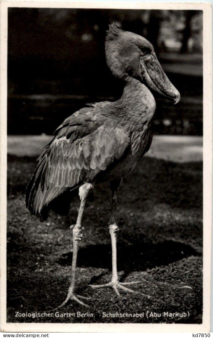 Schuhschnalbel - Zoo Berlin - Birds