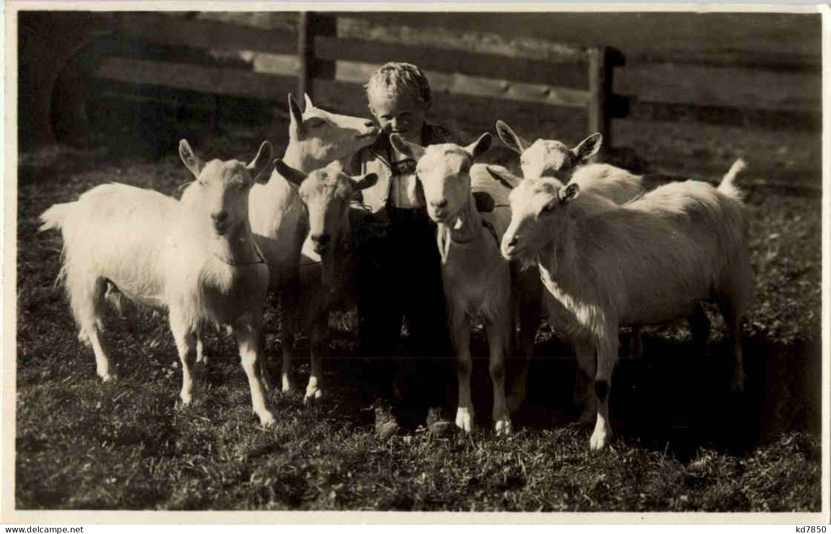 Ziegen - Goat - Sonstige & Ohne Zuordnung