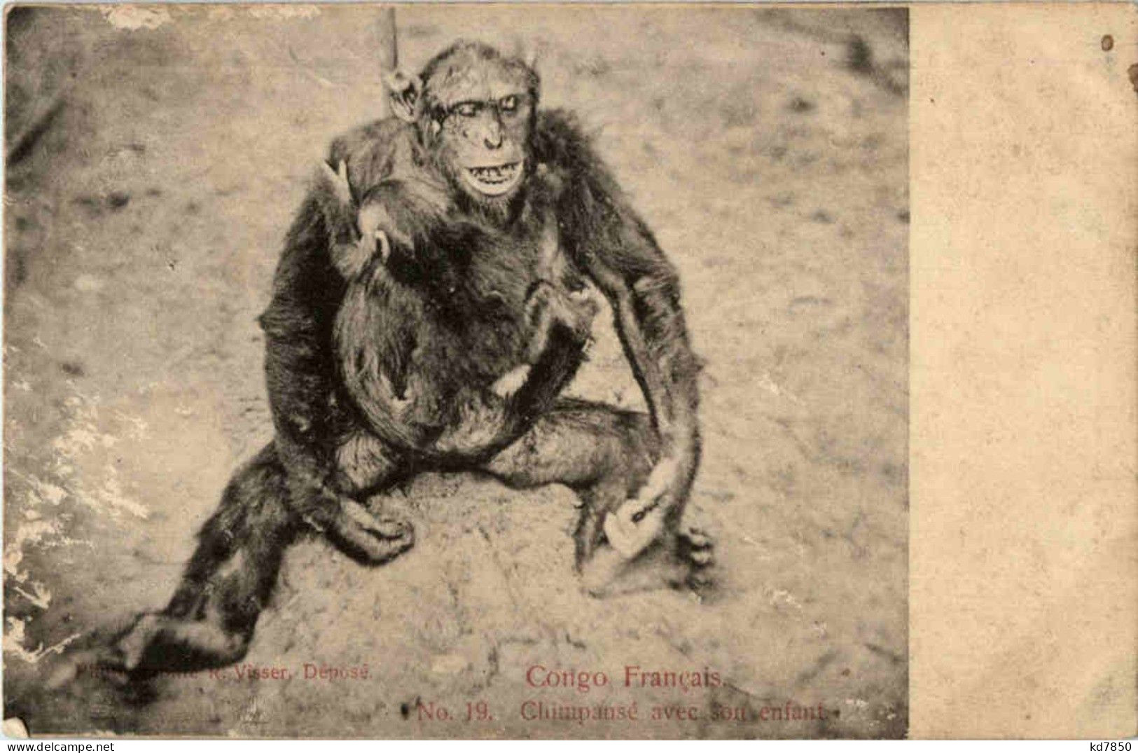Chimpanse - Apen