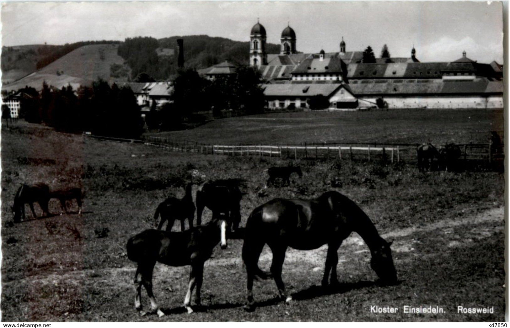 Einsiedeln - Pferde - Einsiedeln