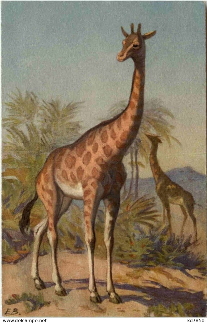 Giraffe - Giraffen