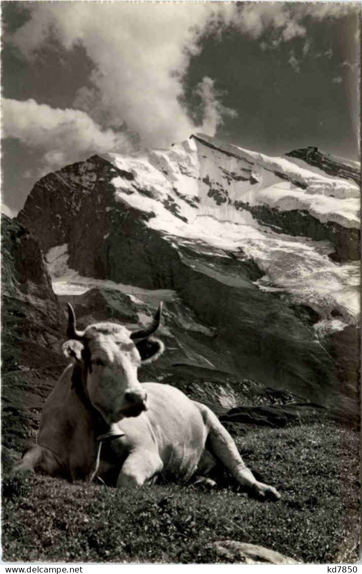 Kuh - Ober Oeschinen - Vaches