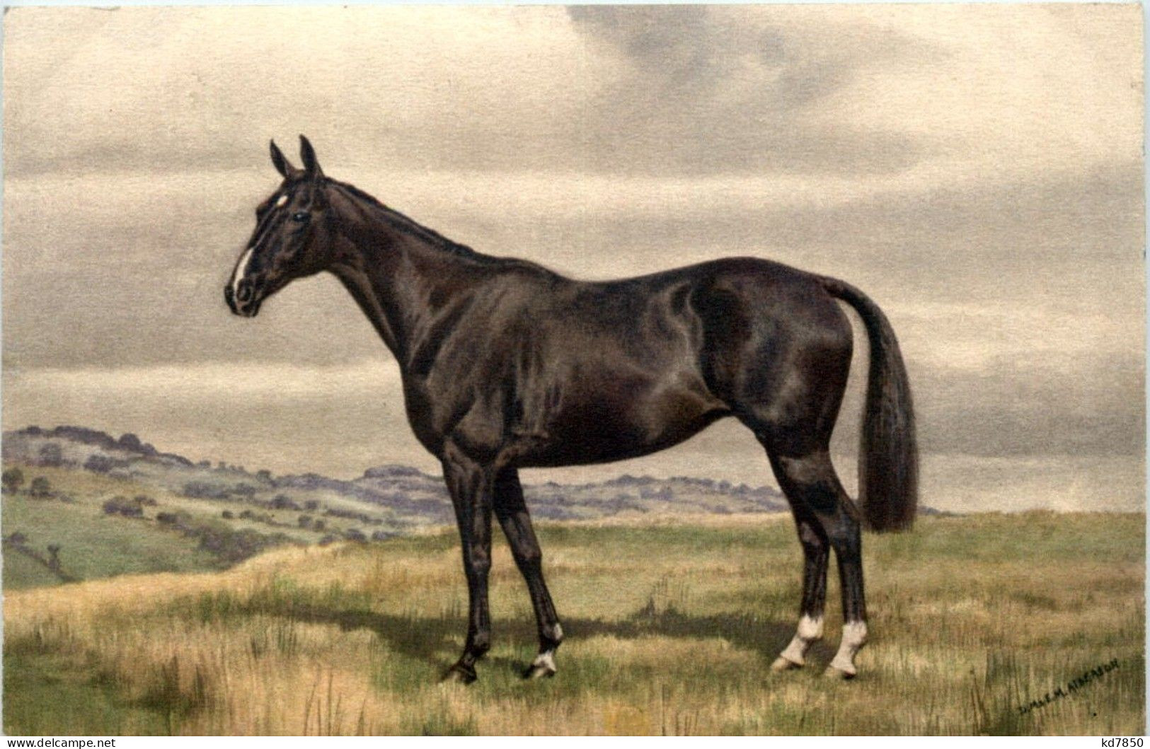 Horse - Cavalli