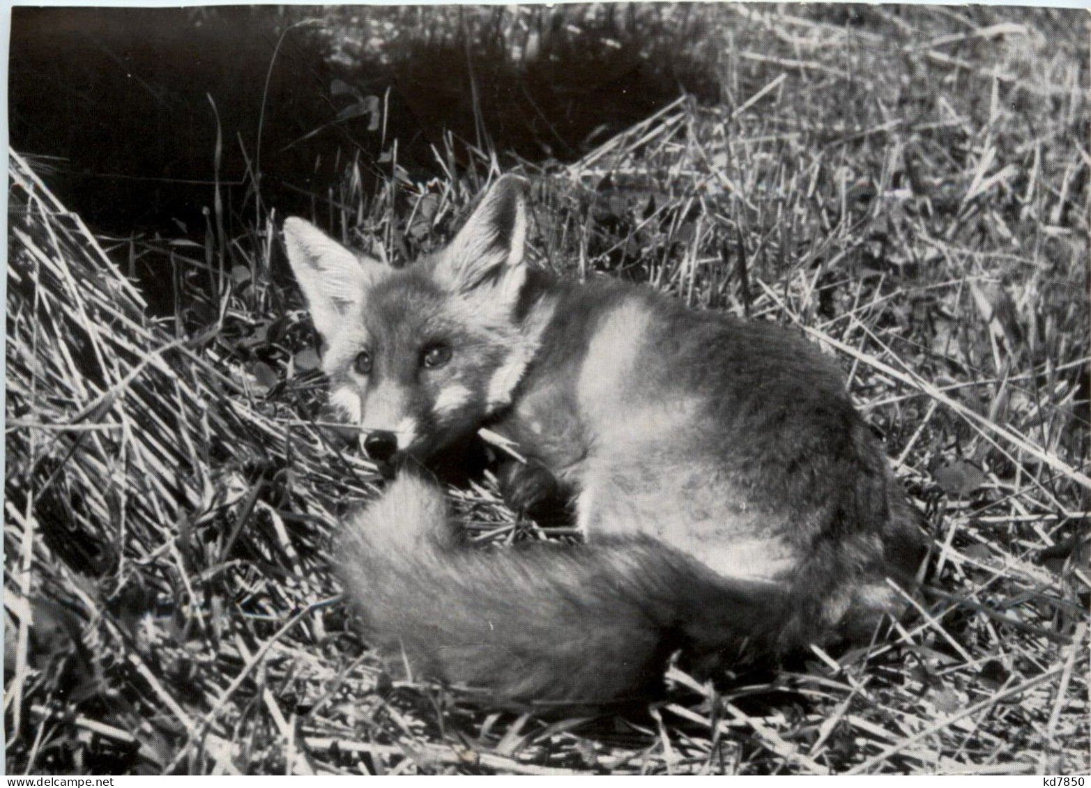 Fuchs - Sonstige & Ohne Zuordnung