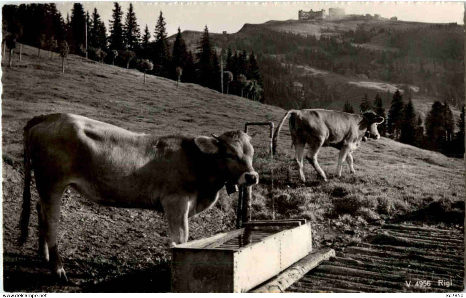 Rigi Kühe - Altri & Non Classificati