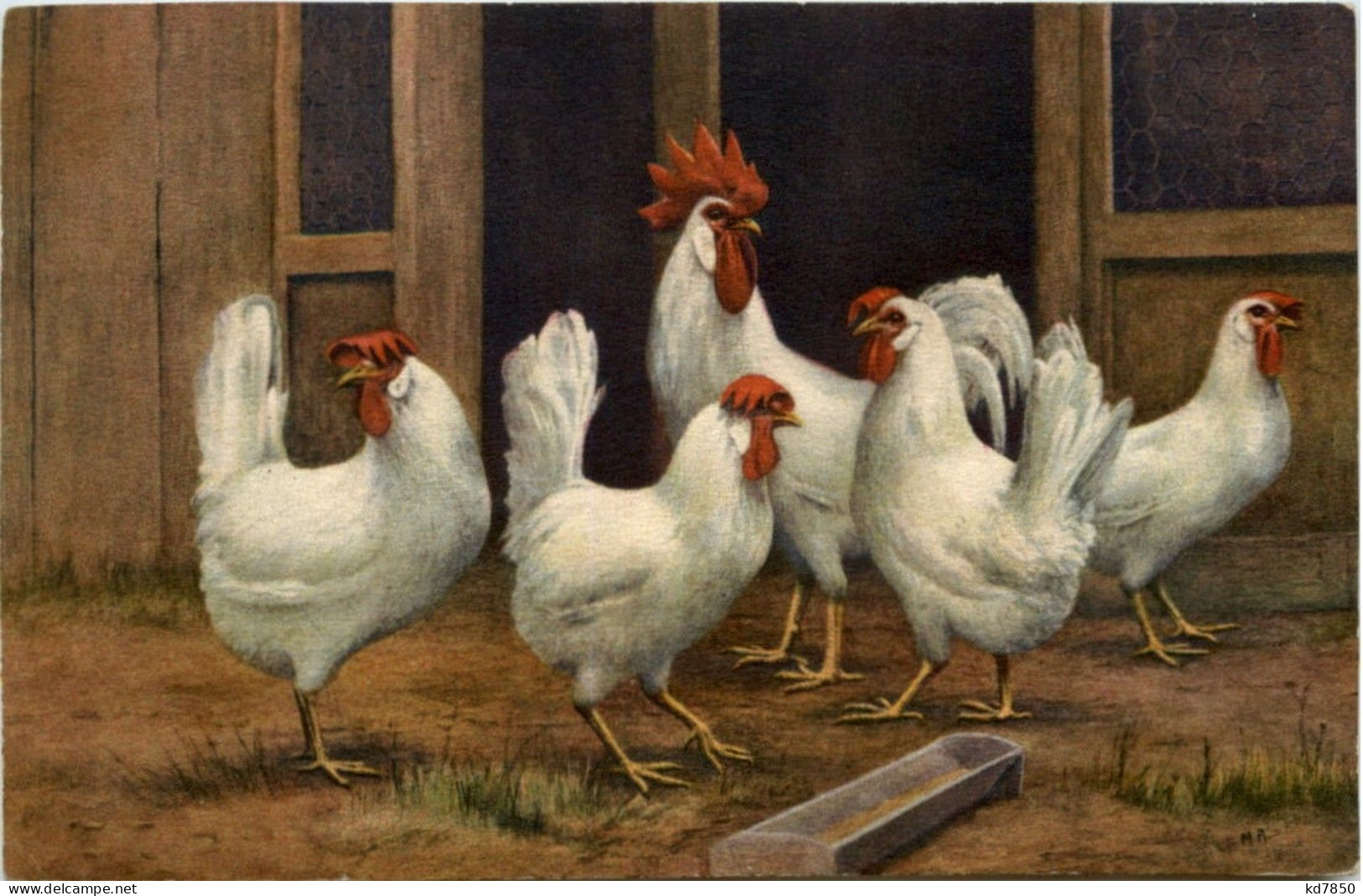 Chicken - Oiseaux