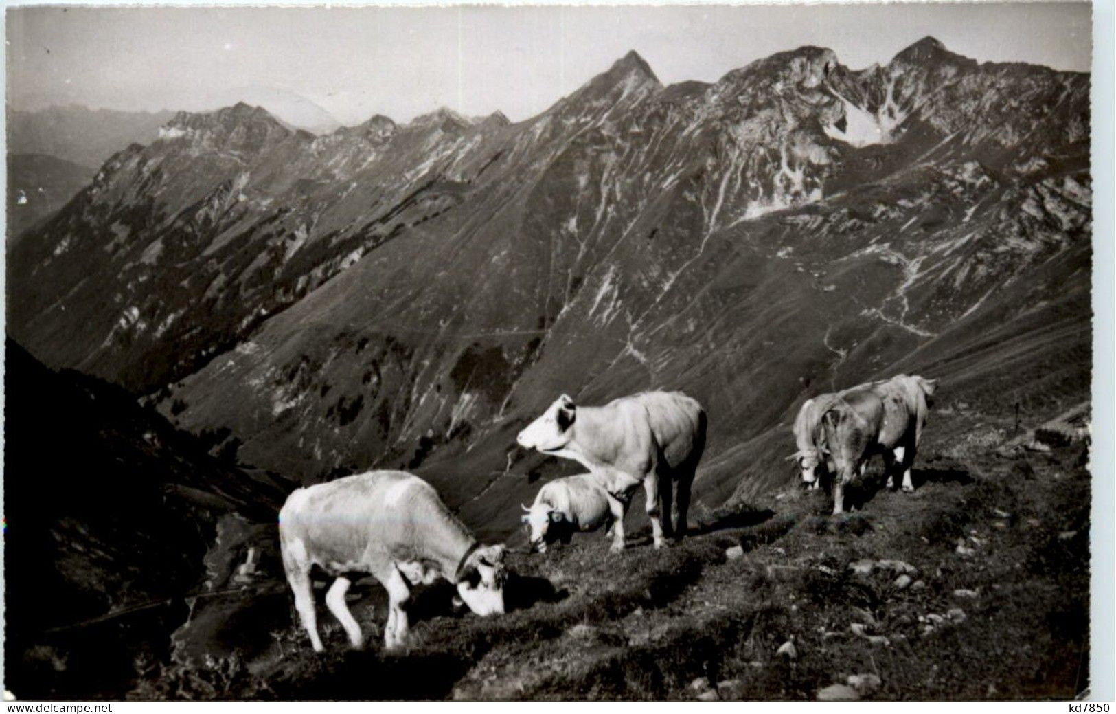 Kuh - Rothorn Kulm - Koeien