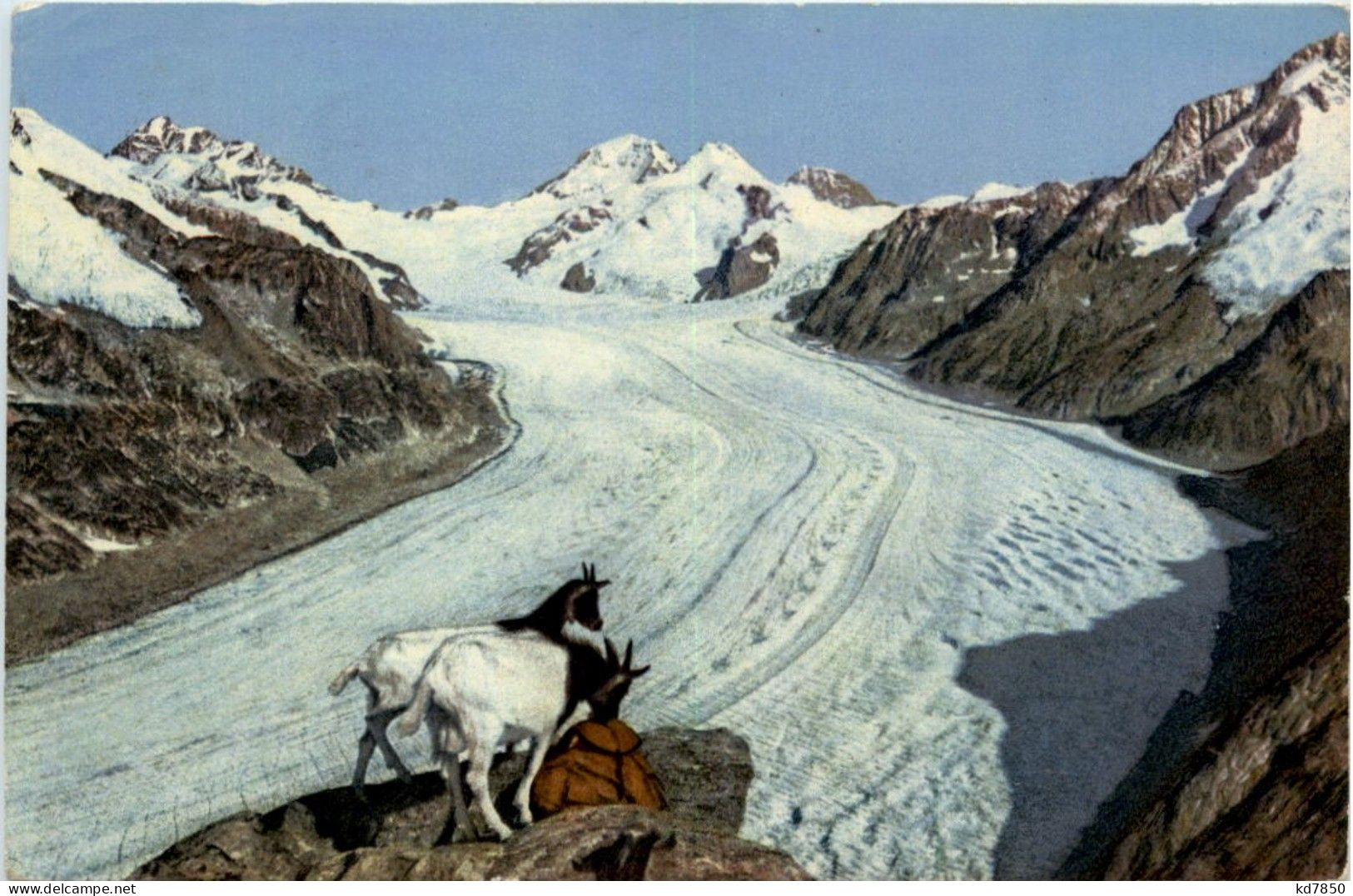 Ziegen Am Eggishorn - Sonstige & Ohne Zuordnung