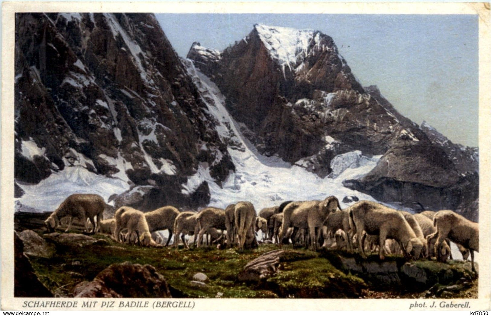 Schafe Bei Bergell - Sonstige & Ohne Zuordnung