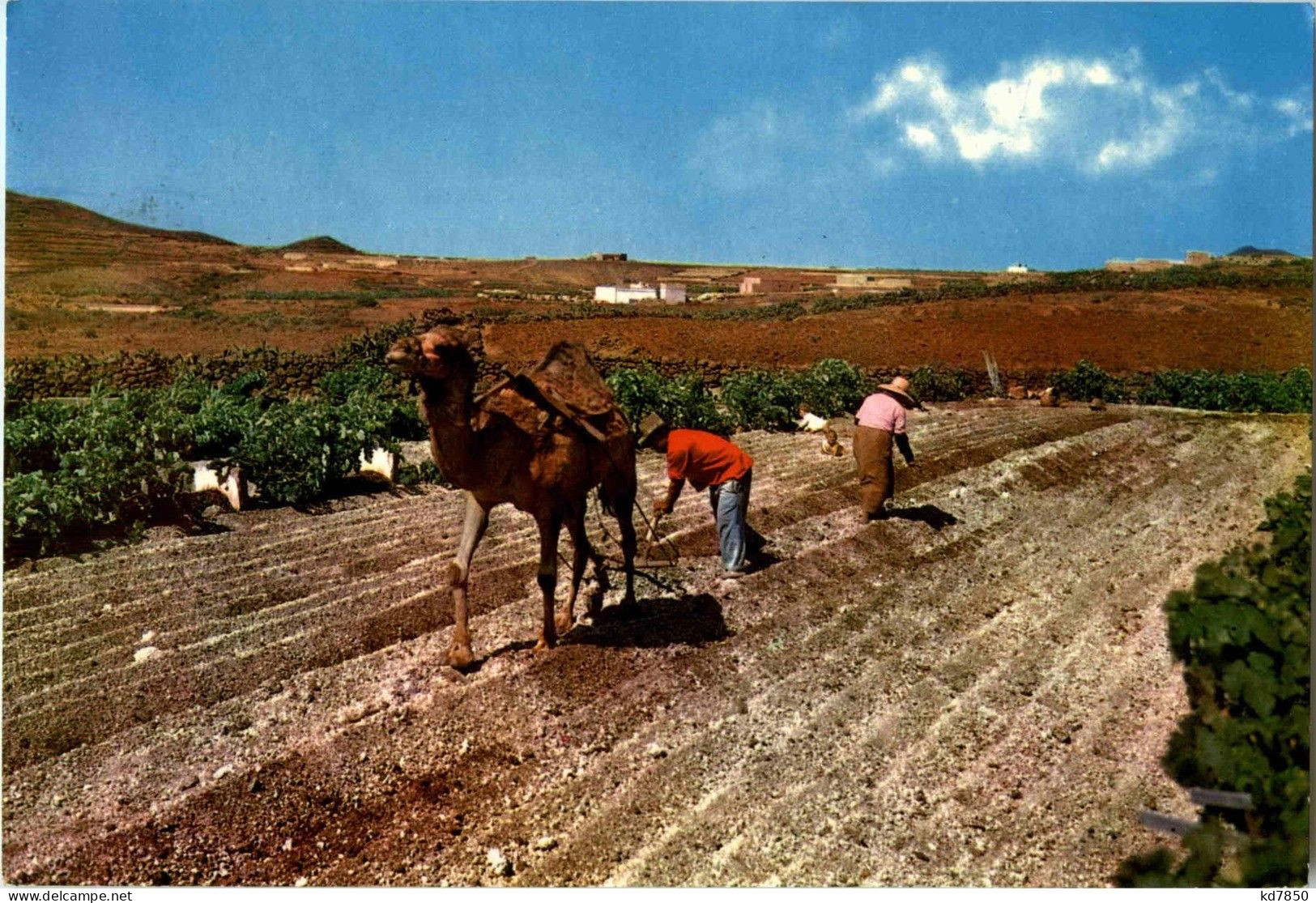 Islas Canarias - Ploughing With Camel - Autres & Non Classés