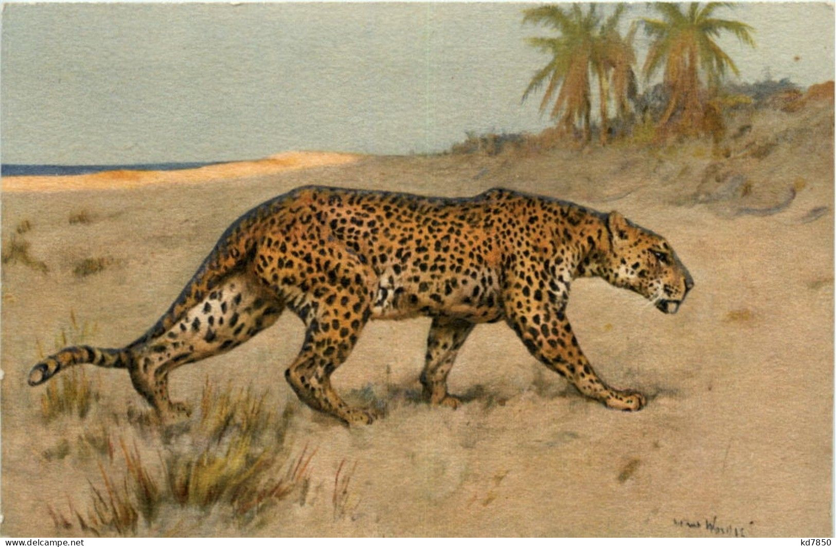 Leopard - Other & Unclassified