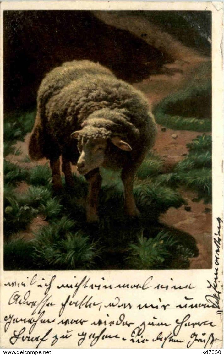 Sheep - Andere & Zonder Classificatie