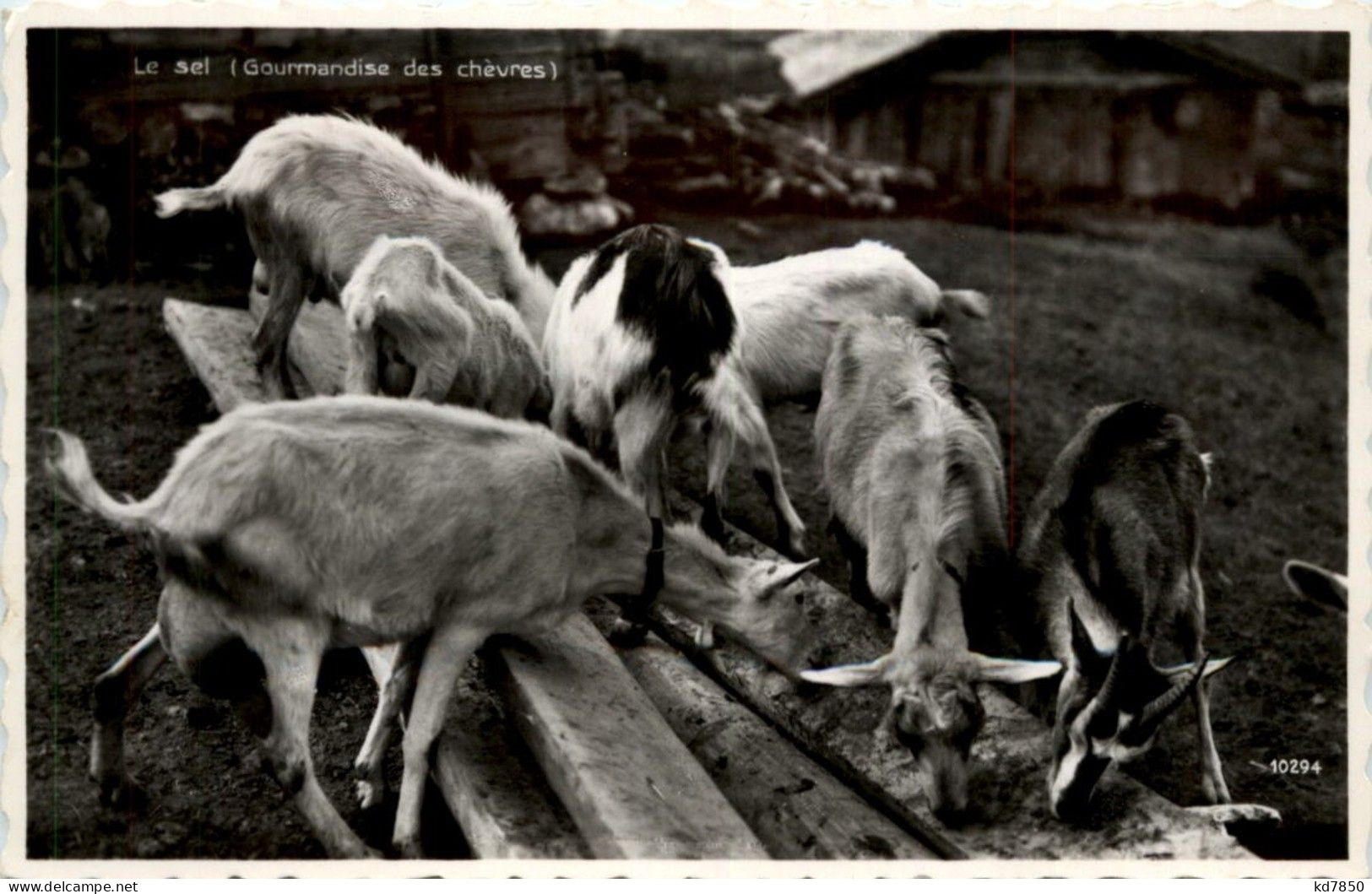 Ziege - Goat - Sonstige & Ohne Zuordnung