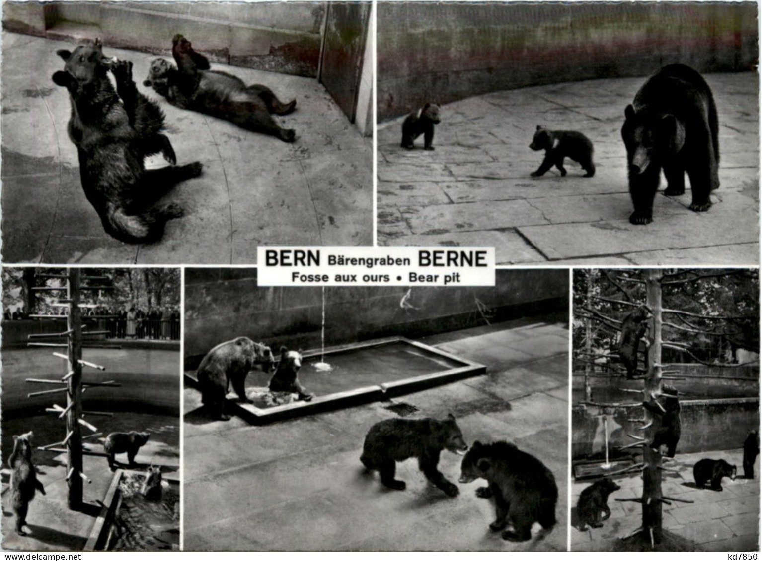 Bern - Bär - Berna