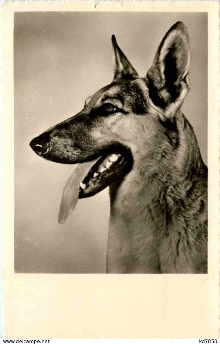 Schäferhund - Honden