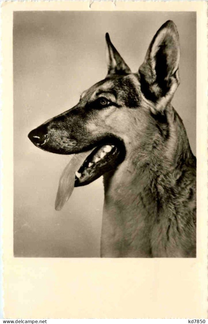 Schäferhund - Cani