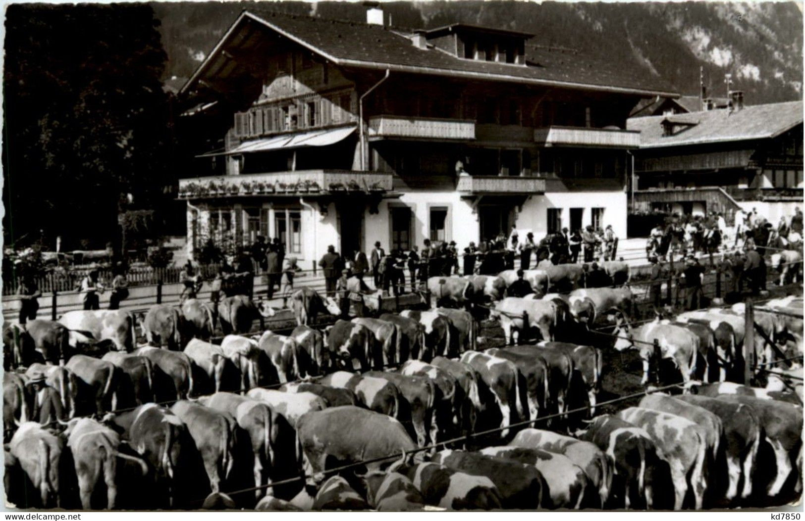 Lenk - Viehprämierung - Lenk Im Simmental