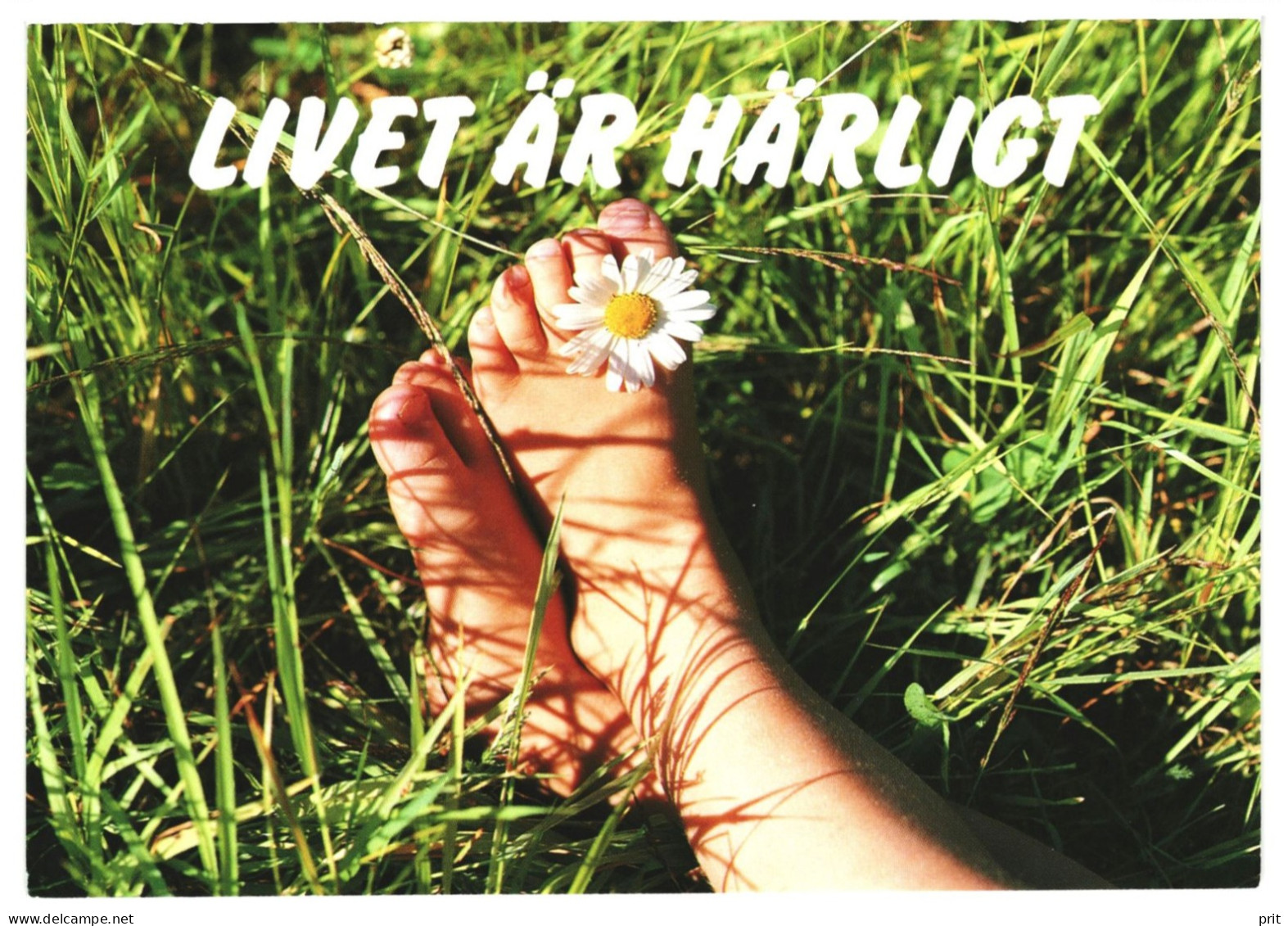 Child's Bare Toes Daisy Grass Summer Life Is Lovely Livet är Härligt Unused Postcard Publisher Svenska Naturkort, Sweden - Sweden