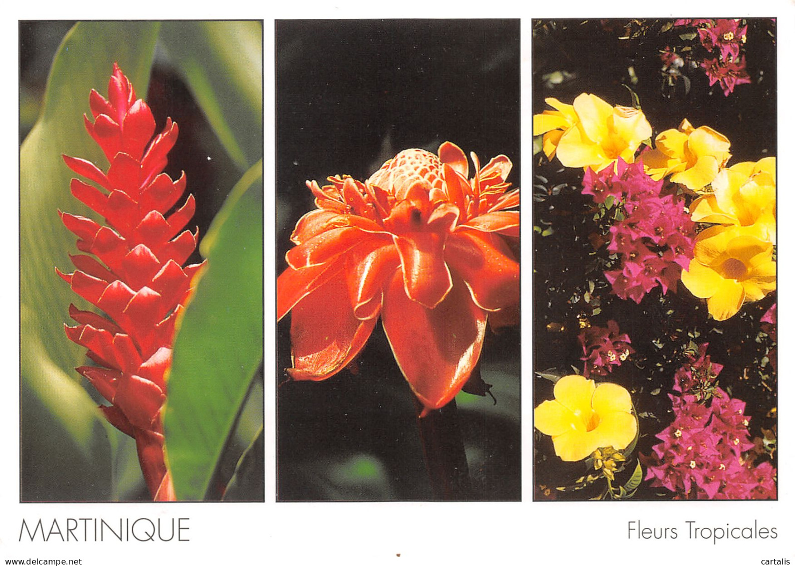 972-MARTINIQUE FLEURS TROPICALES-N°3772-B/0167 - Sonstige & Ohne Zuordnung